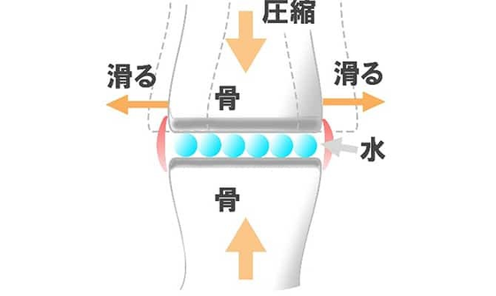 関節の圧縮と潤滑のしくみ